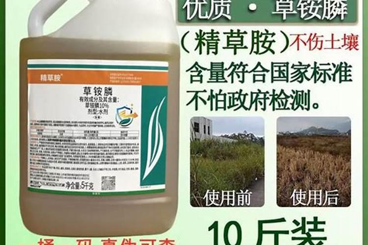冷棚怎样种植毛豆效益怎样