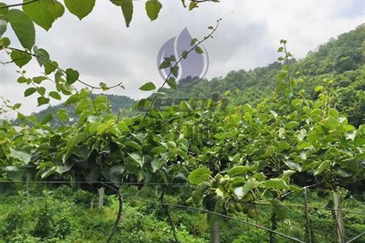 猕猴桃的施肥禁忌