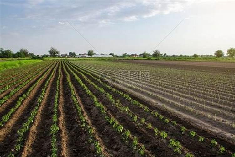 种菜用什么肥料最好