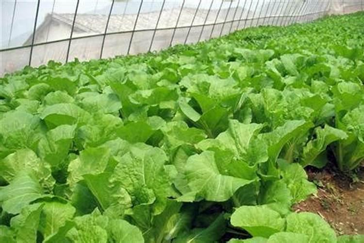 白菜施肥时间和方法