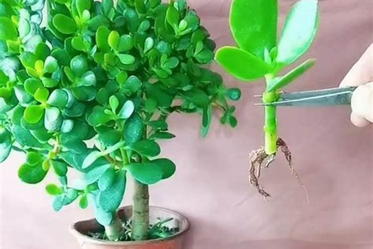 玉树盆景种植方法 玉树盆景种植方法是什么
