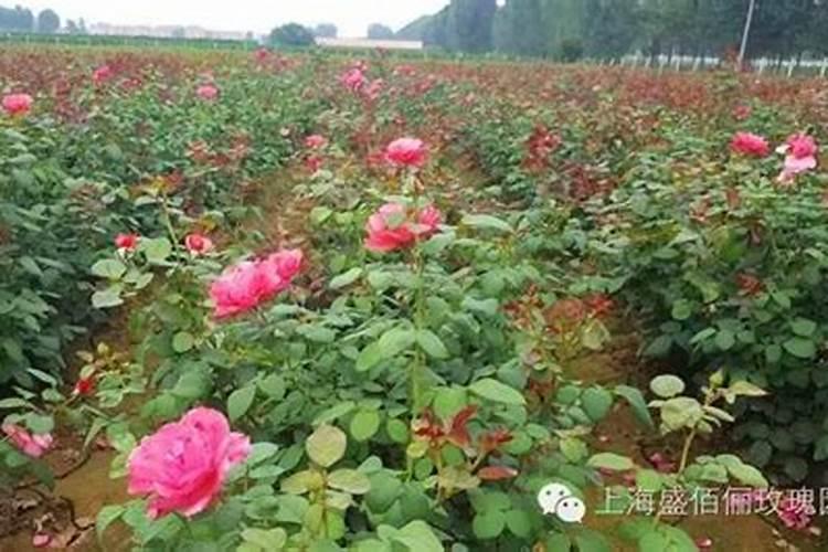 赤霉酸解除棉花药害怎么用