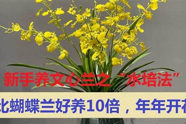 文心兰可以水培吗(刚买的香水文心兰水培养殖方法)