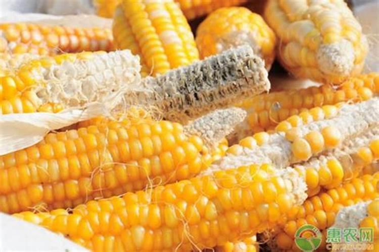 住商肥料玉米专用肥价格多少