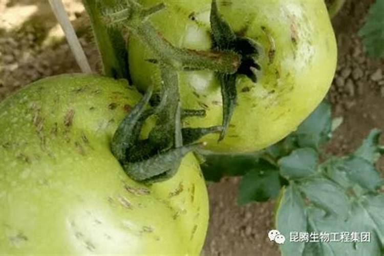 西红柿脐腐病是西红柿常见病害,西红柿脐腐病该怎么防治？