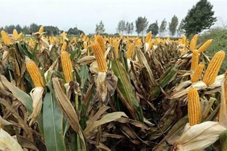 玉米大喇叭口期用液氮肥可以替代尿素吗