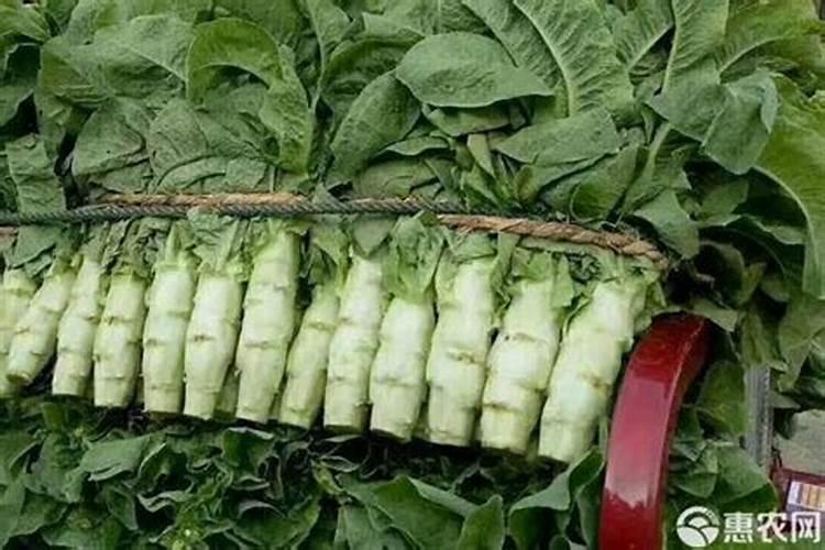 莴笋膨大长粗用什么肥或药