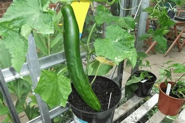 笑田芸豆专用冲施肥？