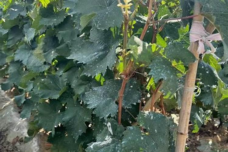 葡萄树什么时候施用基肥施基肥用量是多少？