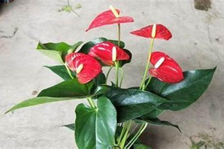 红掌专用肥料能对其它植物施肥吗