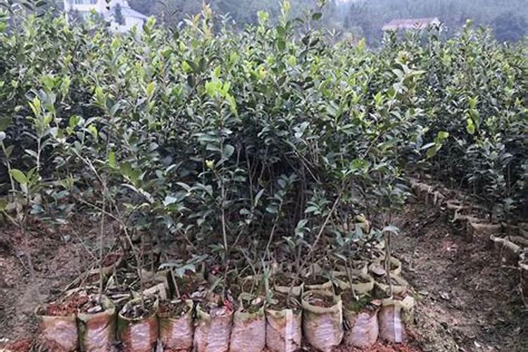 什么时候给油茶施肥最好