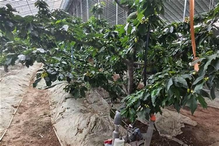 樱桃挂果后施什么肥