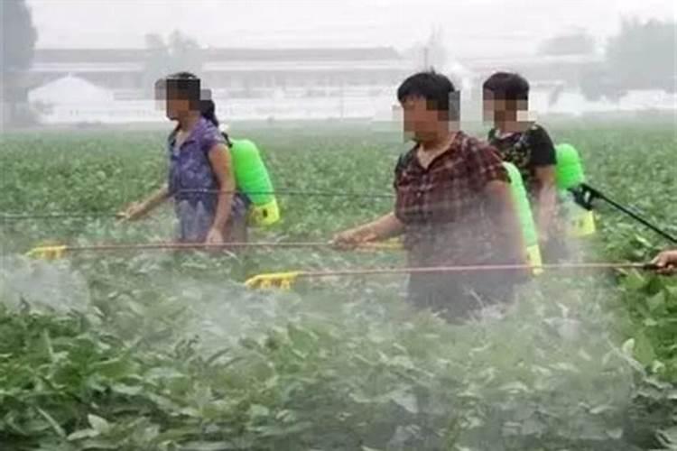 硼对滴灌作物生长的影响是什么？如何科学滴施硼肥？