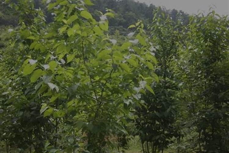 矿源黄腐酸钾使用方法