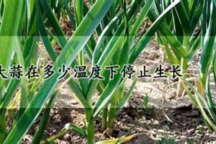 种红蒜要用叶面肥,种红蒜如何施叶面肥？
