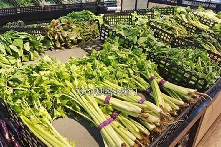 蔬菜浇什么肥料最好