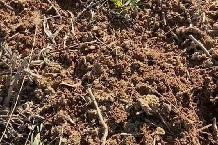 马铃薯种植到底用哪种钾肥好？该如何施好钾肥？
