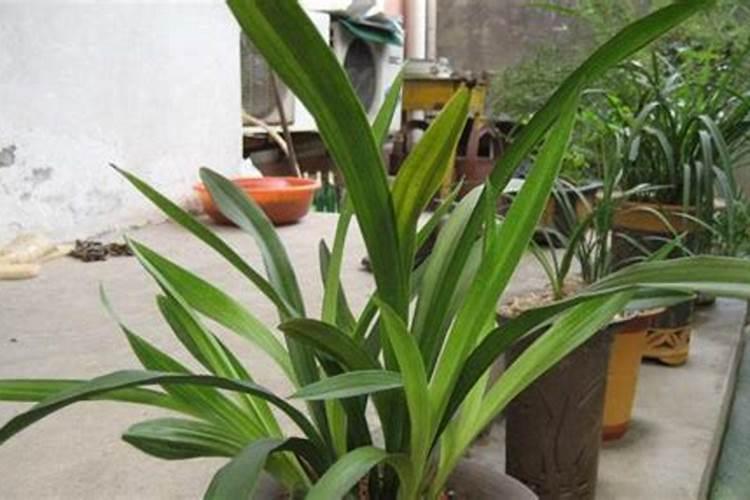 用什么水浇灌沙漠玫瑰花开满树
