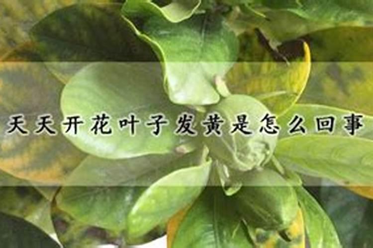 养花叶子发黄怎么办