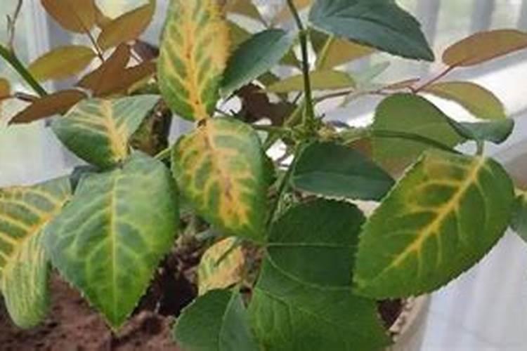 花叶子发黄用什么药