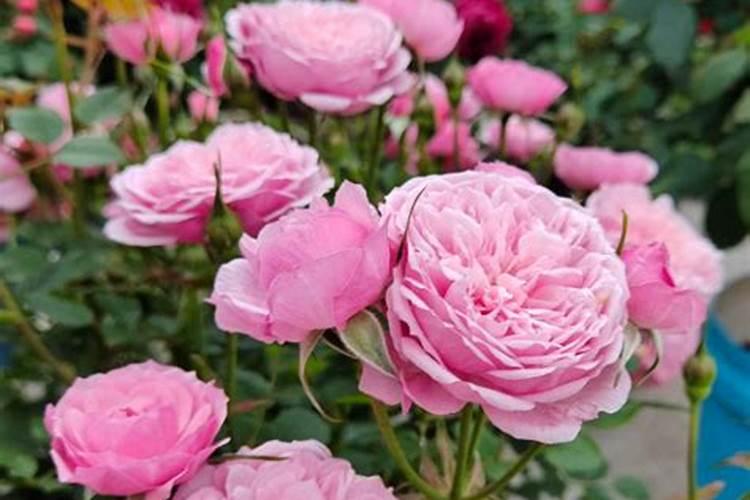 山茶花开花时能施肥吗,开花期施什么肥