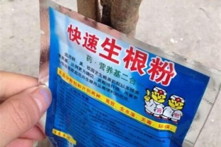 长沙哪里有果树买