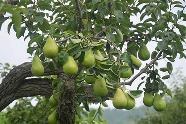 香梨有哪些功效？栽培的过程中应该怎样进行施肥？