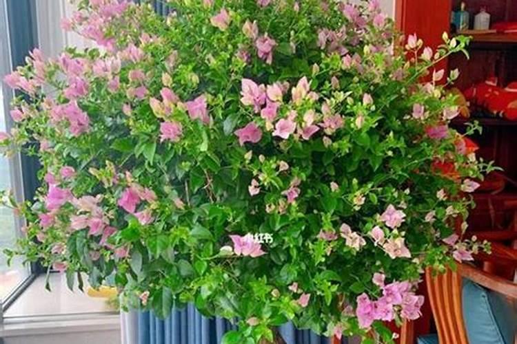 金正大果优佳糖醇硼助力作物好营养、高品质