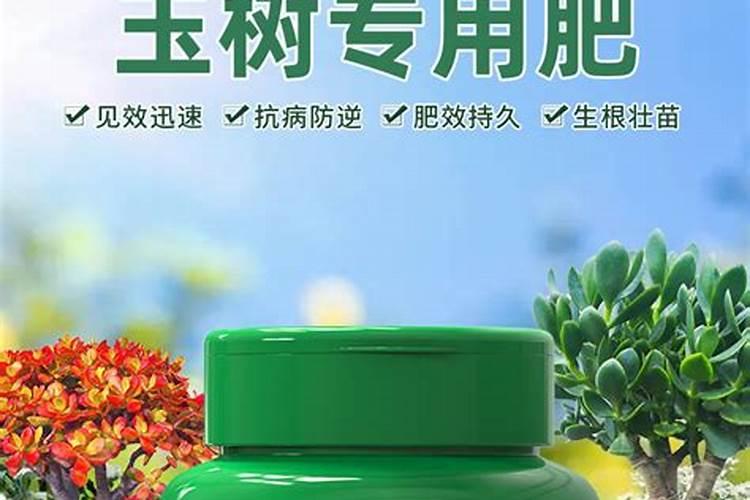 玉树怎么施肥枝干粗壮木质化