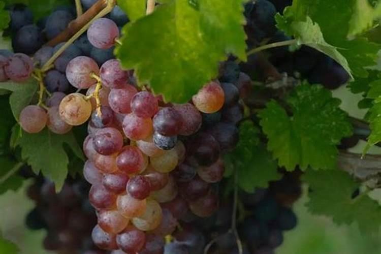 巨峰葡萄转色期间地下冲施海澡鱼蛋白可不可以