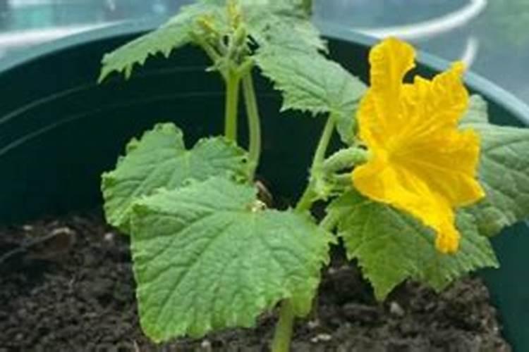 黄瓜每个阶段怎样施肥