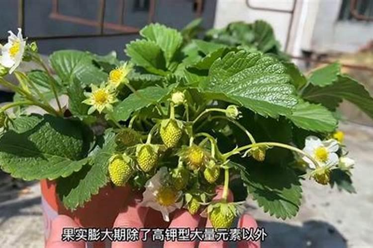 草莓碧护使用方法