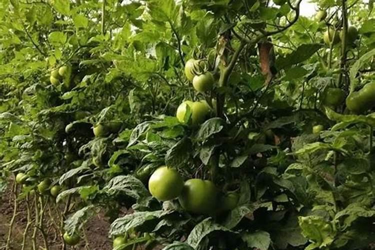 蕃茄什么时间用高钾肥合适？