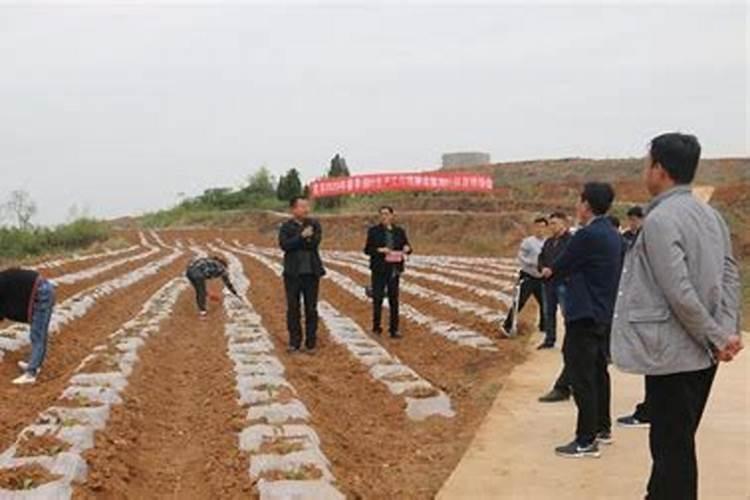 当年定植果树苗如何施肥？今年春季定植向梨树苗,已长出新枝条。为增强...