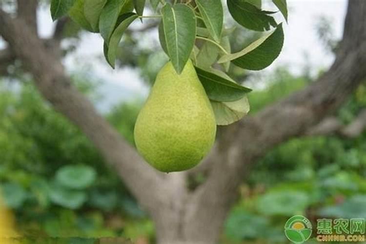 梨树用什么肥