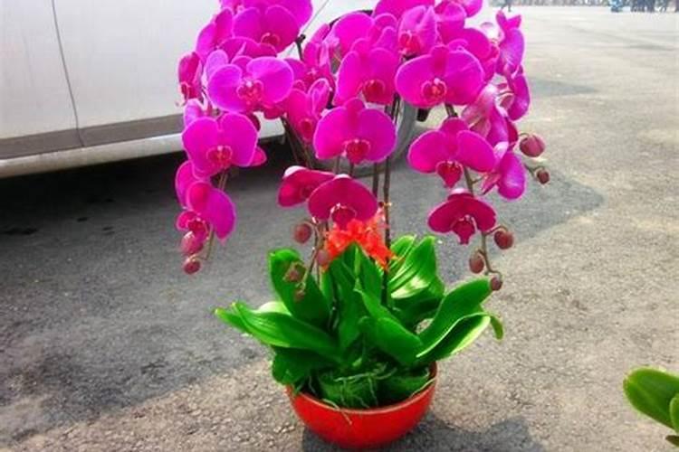 蝴蝶兰可以用芸苔素吗
