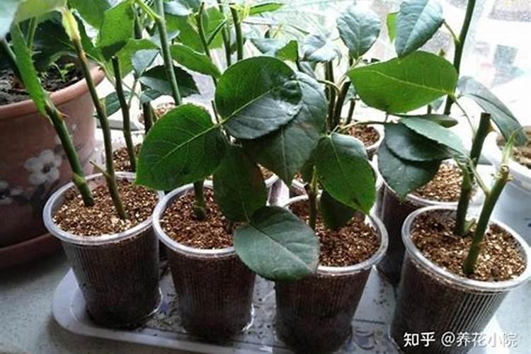 什么是君子兰的花剑
