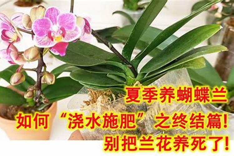 蝴蝶兰快开花时应该如何浇水施肥