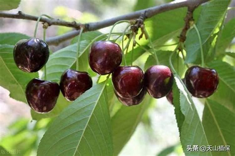 果树在果实膨大期施入钾肥过量有危害吗？