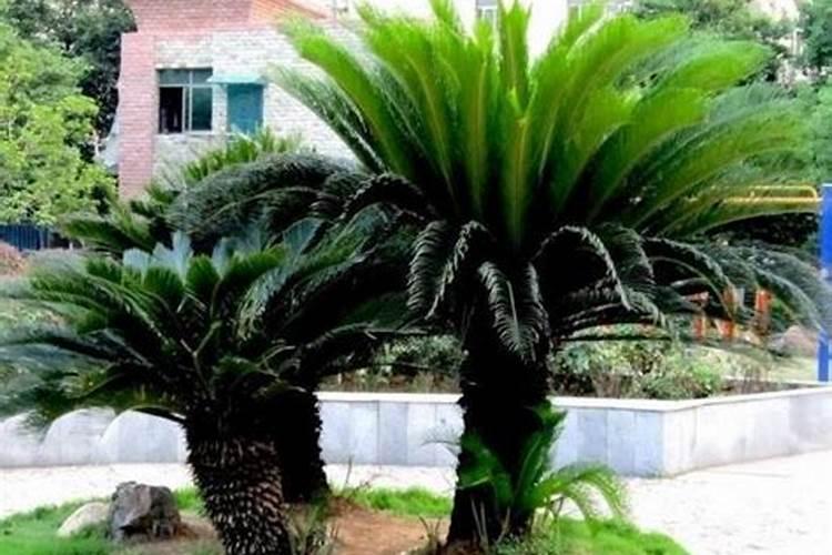 铁树施肥方法与注意事项 铁树施肥方法与注意事项有哪些