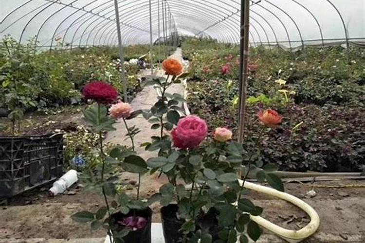月季花怎么施肥？