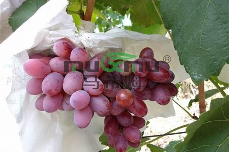 腐植酸钾出口商检需要多长时间