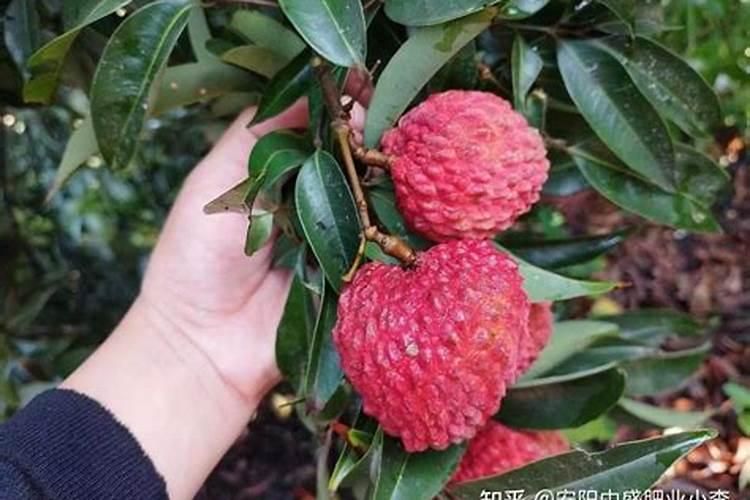 荔枝怎样保果