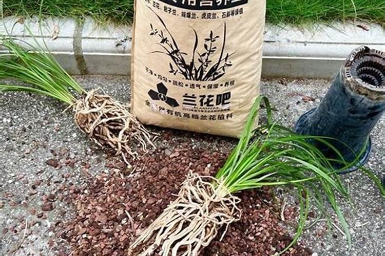 兰花要怎么才能开花 花期养护方法