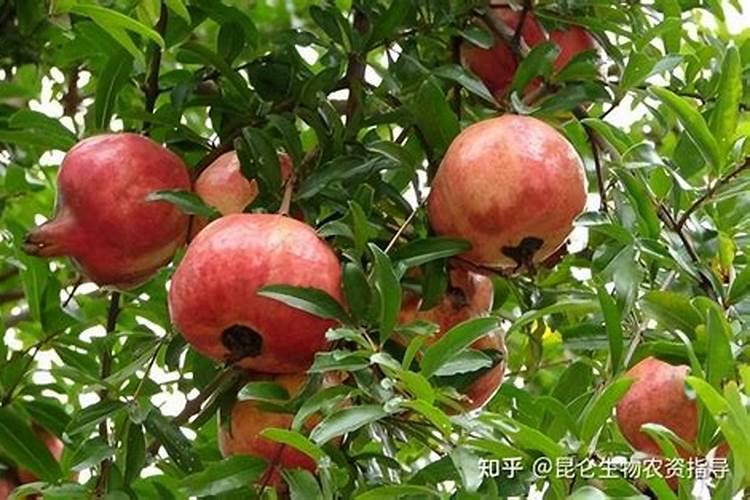 石榴的树叶焦掉是因为缺什么肥料