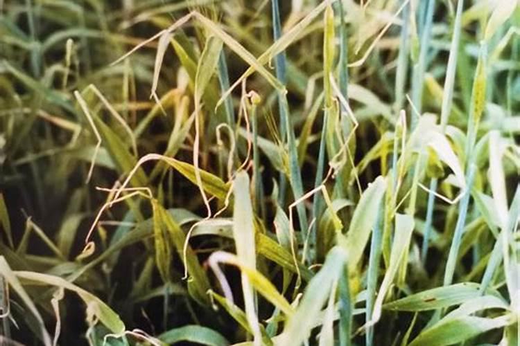 兰花不开花用什么肥料