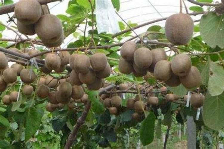 种水稻用什么肥料最好