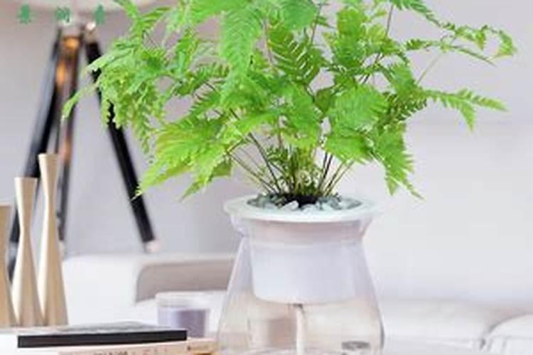 金毛蕨应该怎么养？