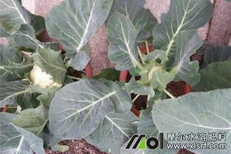 花菜刚接花果时还要施肥吗