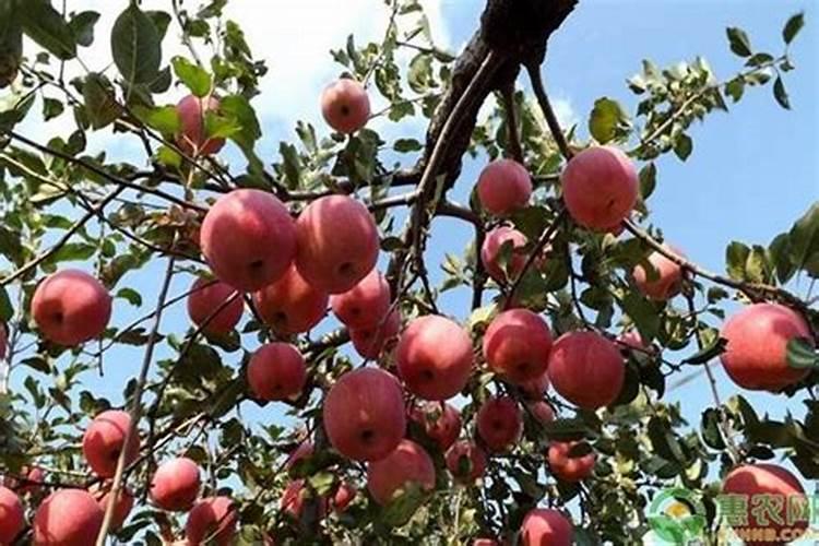 早春苹果树管理方法和施肥要点